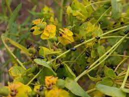 Attēlu rezultāti vaicājumam “Euphorbia virgata flower”