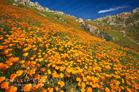 Attēlu rezultāti vaicājumam “Eschscholzia californica flower”