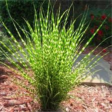Image result for Miscanthus sinensis Zebrina