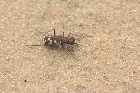 Attēlu rezultāti vaicājumam “Cicindela maritima”