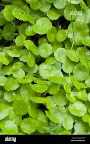 Attēlu rezultāti vaicājumam “Hydrocotyle vulgaris leaf”