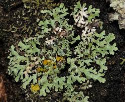 Attēlu rezultāti vaicājumam “Physcia aipolia”