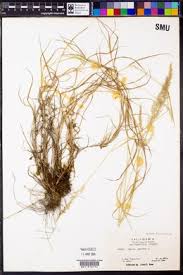 Attēlu rezultāti vaicājumam “Agrostis stolonifera subsp. straminea”