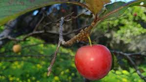 Attēlu rezultāti vaicājumam “Prunus cerasifera fruit”