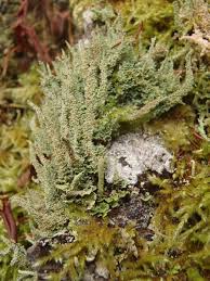 Attēlu rezultāti vaicājumam “Cladonia squamosa”