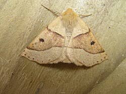 Attēlu rezultāti vaicājumam “Crocallis elinguaria larva”