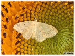 Attēlu rezultāti vaicājumam “Idaea biselata”