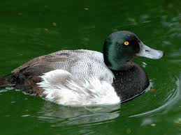 Image result for Aythya marila