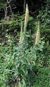 Image result for Digitalis ferruginea
