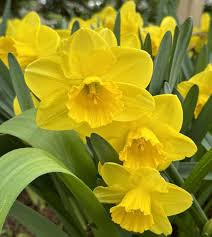 Attēlu rezultāti vaicājumam “Narcissus leaf”