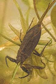 Attēlu rezultāti vaicājumam “Nepa cinerea imago”