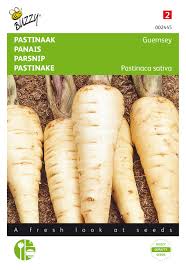 Attēlu rezultāti vaicājumam “Pastinaca sativa”