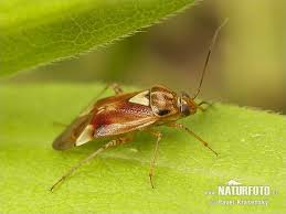 Attēlu rezultāti vaicājumam “Lygus pratensis nymph”