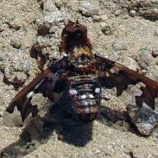 Attēlu rezultāti vaicājumam “Exoprosopa capucina”