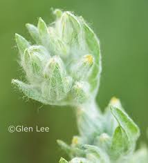 Attēlu rezultāti vaicājumam “Gnaphalium uliginosum leaf”