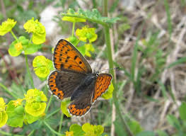 Attēlu rezultāti vaicājumam “Lycaena tityrus female”