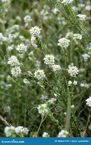 Attēlu rezultāti vaicājumam “Berteroa incana”