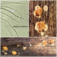 Attēlu rezultāti vaicājumam “Hypocrea rufa”