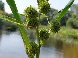 Attēlu rezultāti vaicājumam “Sparganium erectum aggr. leaf”