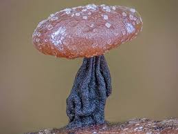 Attēlu rezultāti vaicājumam “Didymium aggregatum macro”