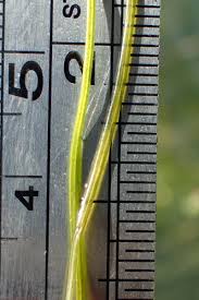 Attēlu rezultāti vaicājumam “Stuckenia pectinata leaf”