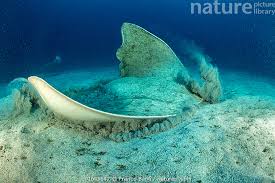 Image result for Gymnura altavela