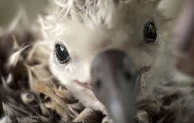 Image result for albatross dead chick