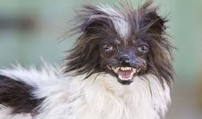Image result for ugliest dog