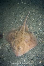 Image result for Amblyraja radiata