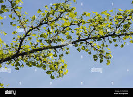 Attēlu rezultāti vaicājumam “Ginkgo biloba male flower”