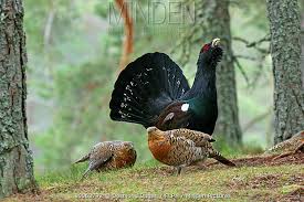 Attēlu rezultāti vaicājumam “Tetrao urogallus male”