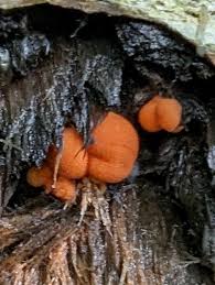 Attēlu rezultāti vaicājumam “Lycogala irregulare macro”