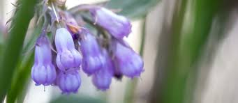 Attēlu rezultāti vaicājumam “Symphytum officinale bud”