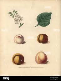 Attēlu rezultāti vaicājumam “Prunus armeniaca leaf”