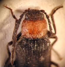 Attēlu rezultāti vaicājumam “Athous sp.”