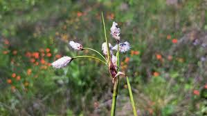 Attēlu rezultāti vaicājumam “Eriophorum angustifolium flower”