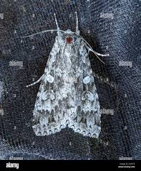 Attēlu rezultāti vaicājumam “Eurois occulta”