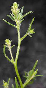 Attēlu rezultāti vaicājumam “Corispermum hyssopifolium”