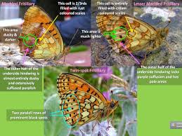 Attēlu rezultāti vaicājumam “Brenthis ino underside”