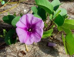 Image result for Ipomoea Lavender