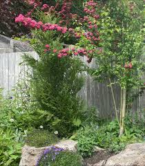 Attēlu rezultāti vaicājumam “Thuja plicata flower”