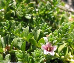 Attēlu rezultāti vaicājumam “Glaux maritima”