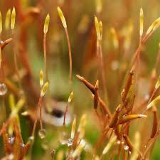 Attēlu rezultāti vaicājumam “Tetraphis pellucida”