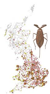 Attēlu rezultāti vaicājumam “Nepa cinerea nymph”