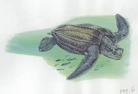 Image result for Dermochelys coriacea