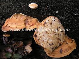 Attēlu rezultāti vaicājumam “Antrodiella semisupina”