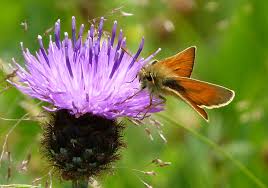 Attēlu rezultāti vaicājumam “Thymelicus sylvestris male”