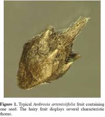 Attēlu rezultāti vaicājumam “Ambrosia artemisiifolia fruit”