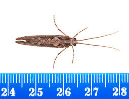 Attēlu rezultāti vaicājumam “Phryganeidae”