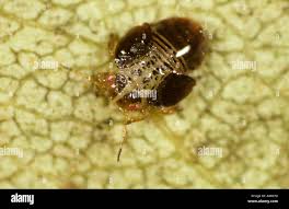 Attēlu rezultāti vaicājumam “Trioza dispar nymph”